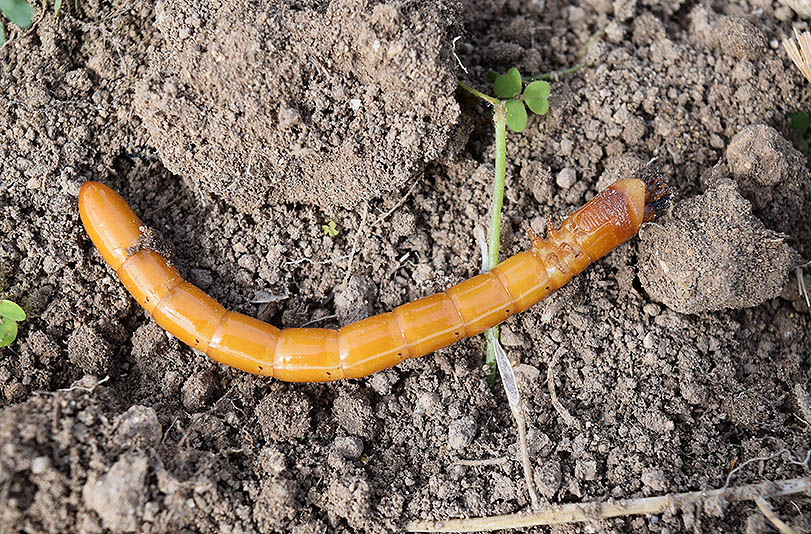 Aiuto per identificazione larva:  Cebrio sp. (Elateridae Cebrioninae)